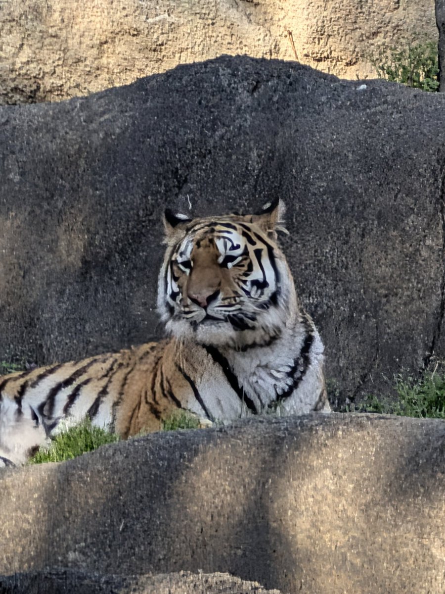 こむぎまる tweet media