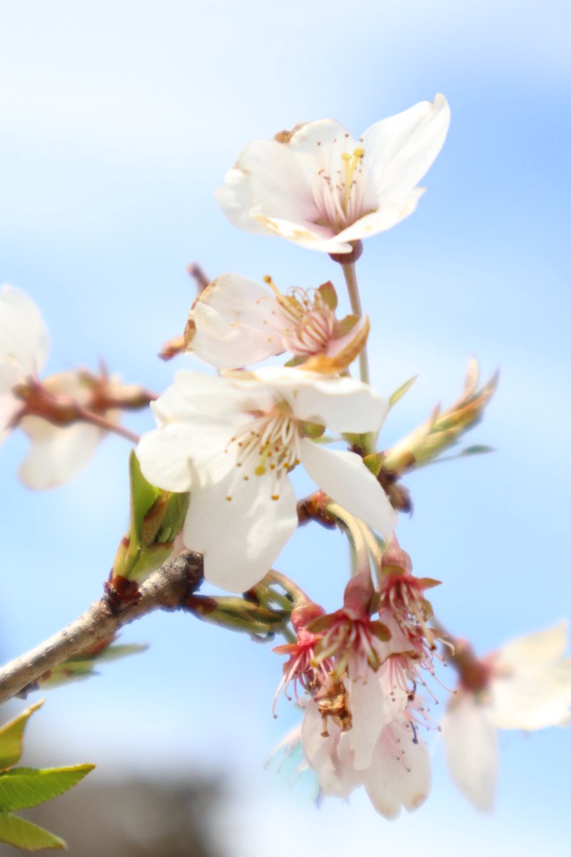 岐阜スゥープスチアリーダーズ tweet media