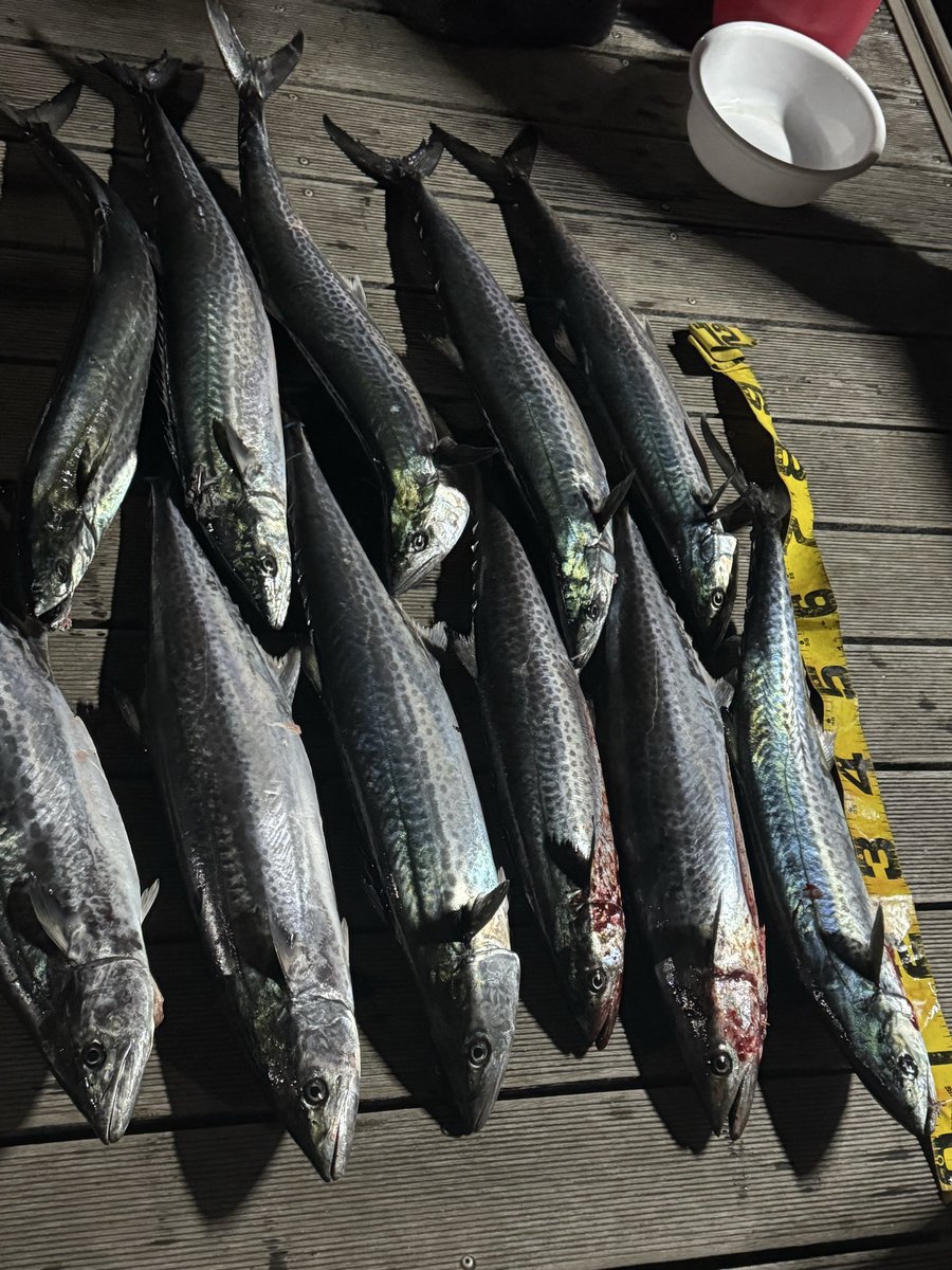 FN春［Pit］ tweet media