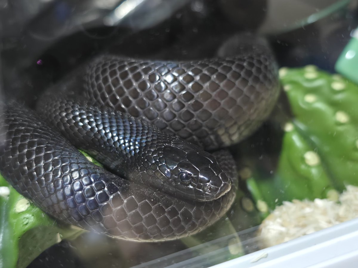 めるり tweet media