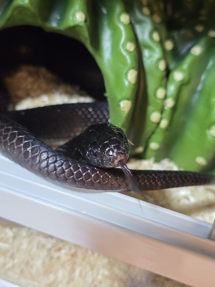 めるり tweet media