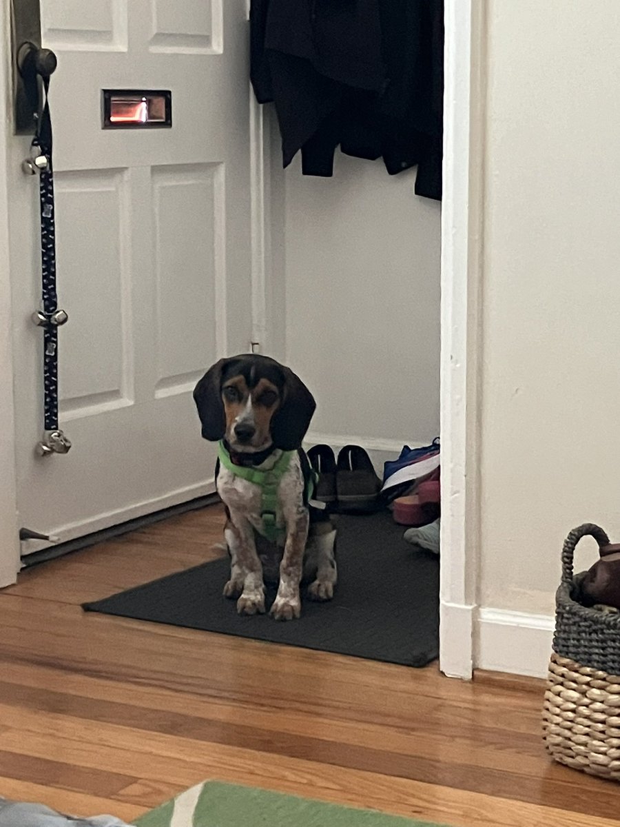 CheeseheadinVA's tweet photo. @beaglefacts Cute little velociraptors https://t.co/lZot0jg7v3