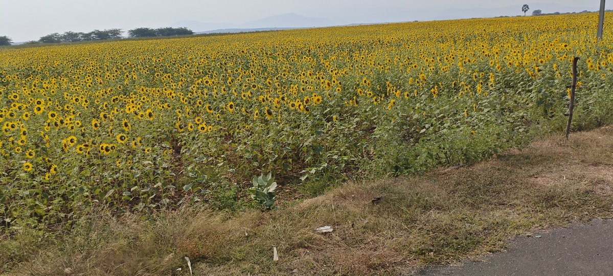 Yellow void tweet media