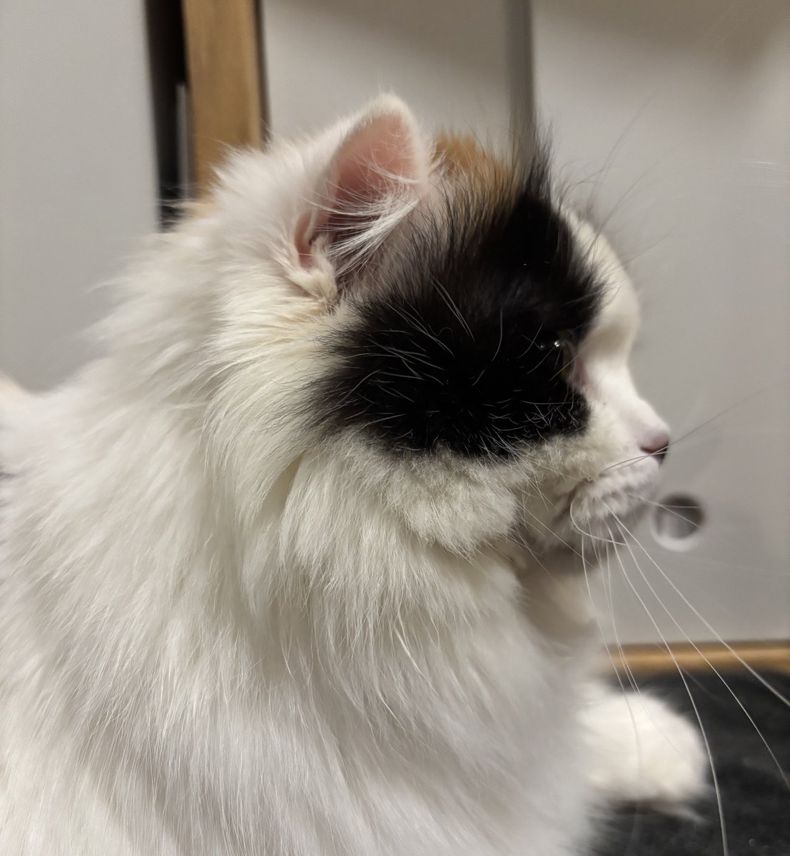 キムチ母‼️ tweet media