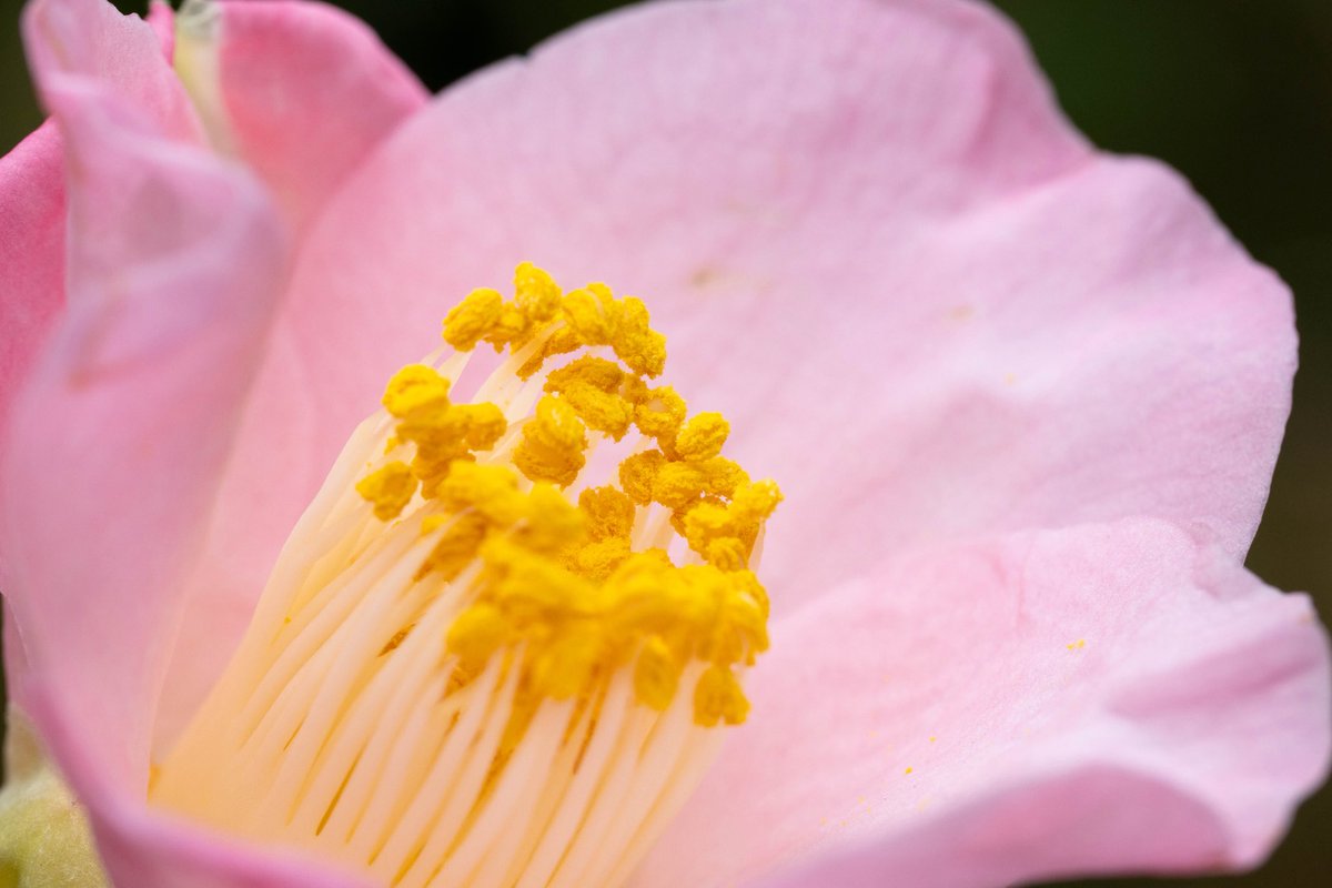 SVOrientis's tweet photo. 椿

#PinkCamellia
#Camellia
#これsonyで撮りました https://t.co/rCHTWmGbUt