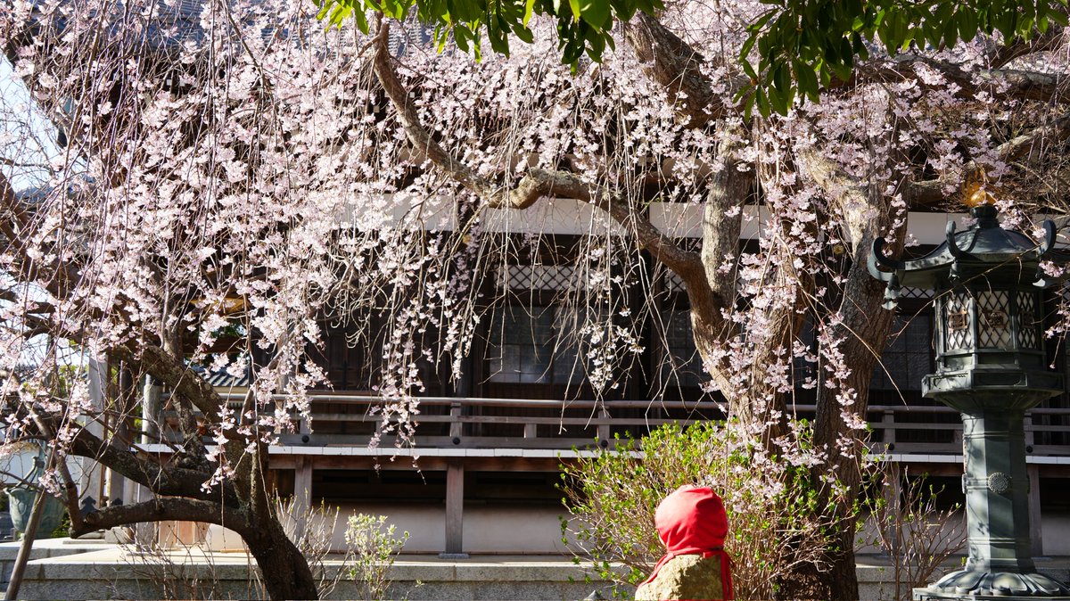 chikarafun's tweet photo. 鎌倉 本覚寺｜枝垂れ桜（2026.3.24 Tue） https://t.co/OH1VNWg1mg