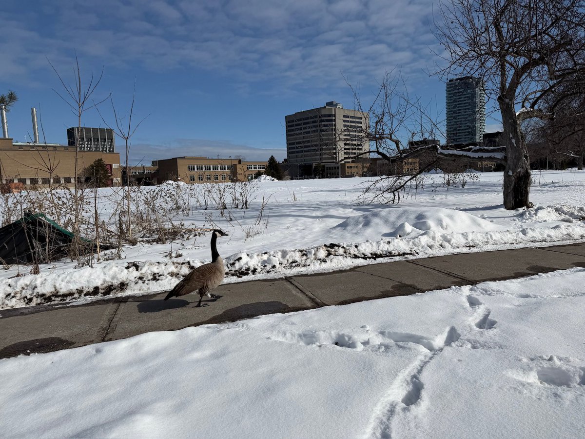 Mark Sutcliffe tweet media