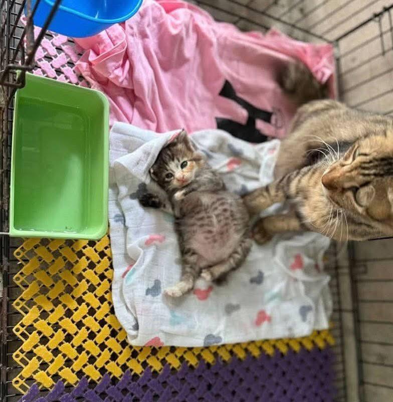 Cat 🐈 tweet media