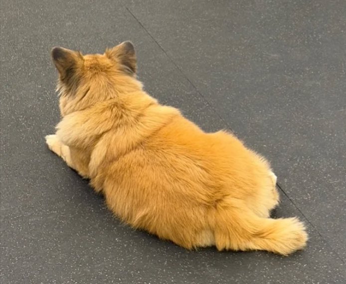 우댕댕 tweet media