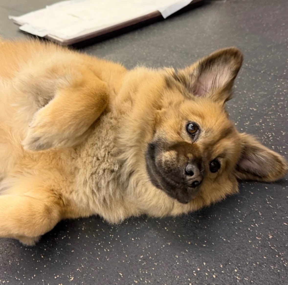 우댕댕 tweet media