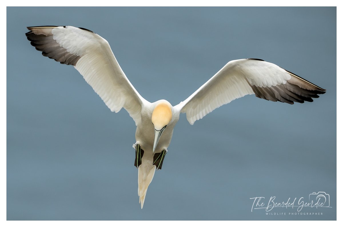 The Bearded Geordie 📷🦉🦅🦌🦡⬛️⬜️⬛️⬜️⬛️⬜️⬛️⬜️⬛️⬜️ tweet media