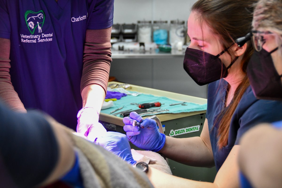 potterparkzoo's tweet photo. Our North American river otter Miles recently received some world class dental care. At 13 years old, Miles is in his senior years for a river otter and he has started to shown signs of arthritis in right knee. The zoo veterinary and animal care team works closely together to monitor his comfort and health as he ages.
 
In particular, Miles had a tough winter due to his right arthritic knee. Veterinary staff elected to take Miles for a whole body CT scan to characterize the severity of his osteoarthritis in his knee and at this procedure, Miles was found to have an infected canine tooth.

With the help of Dr. Turner from Veterinary Dental Referral Services, who assisted on the case, the veterinary team worked together to remove the tooth. As part of Miles’ procedure, Dr. Valerie Johnson from MSU CVM administered otter stem cells to help treat his arthritic right knee.  

This procedure also highlights the impact of our new Delta Dental of Michigan Animal Treatment Room, which allows our veterinary team to provide advanced care for animals like Miles right here at the zoo.

A huge thank you to Delta Dental of Michigan for supporting animal health at Potter Park Zoo, and to Dr. Turner from Veterinary Dental Referral 
Services for donating her time and expertise to help care for Miles.

Miles is recovering well, and our team will continue to keep a close eye on him as he heals. 🦦