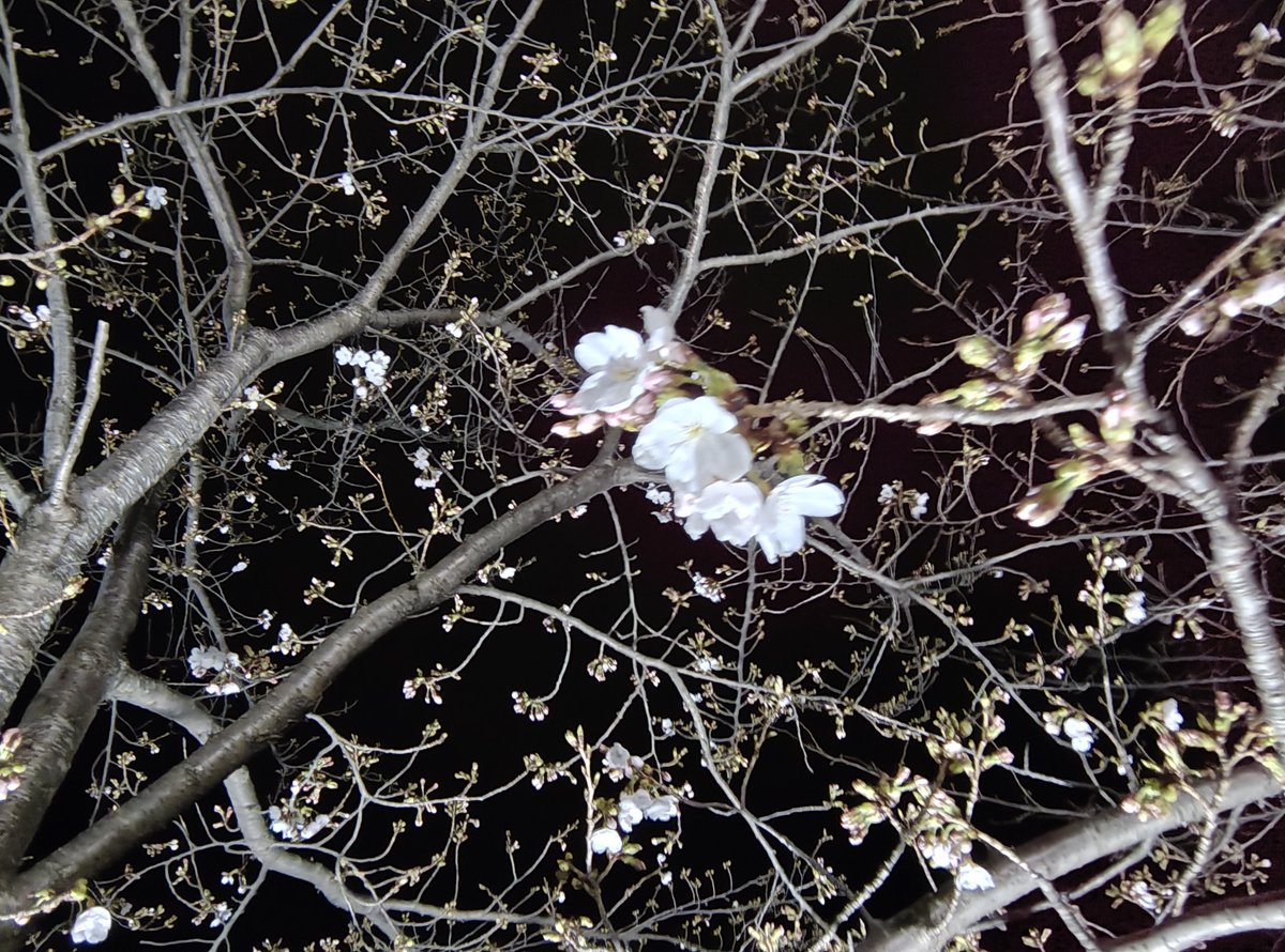 とべとべロケット🚀💚🦑 tweet media