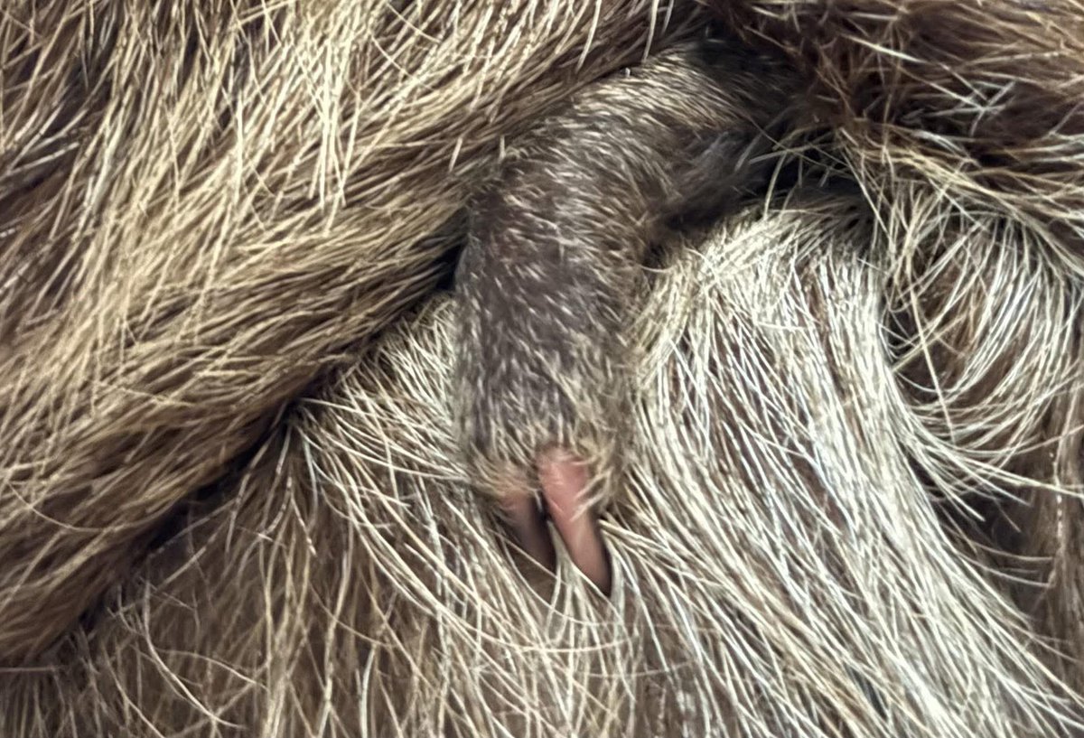 Little Flash tweet media