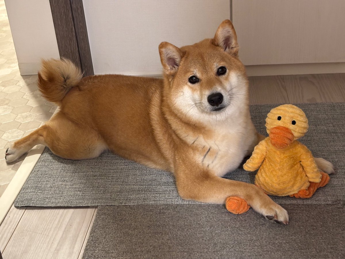 柴犬しばみ tweet media