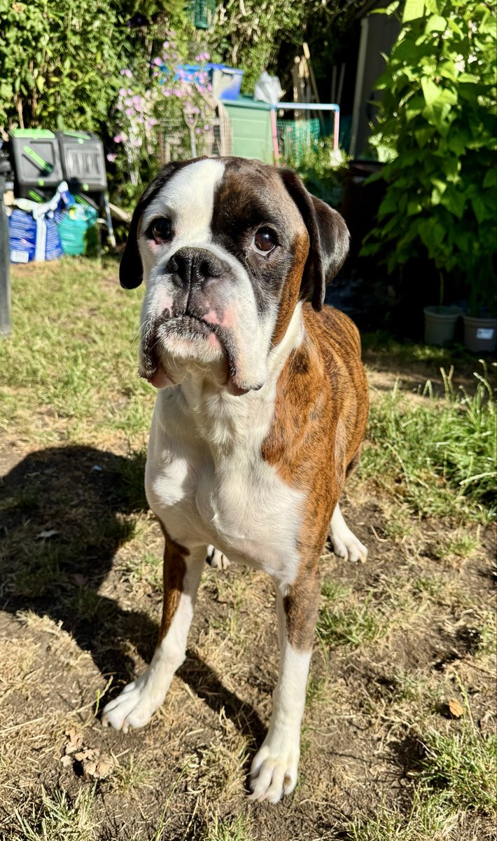 𝘿𝙖𝙫𝙞𝙙 🏴󠁧󠁢󠁥󠁮󠁧󠁿 Boxer Dad 🐶🐶🐶🙌🏻 tweet media