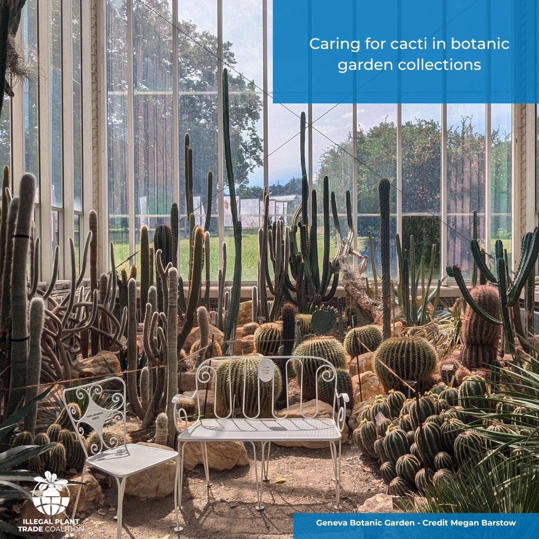 Botanic Gardens Conservation International tweet media