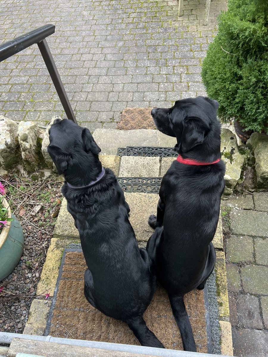 charlesevansart's tweet photo. There must be someone to bark at!! https://t.co/DzlqfyU2iA