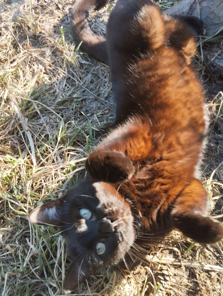 Чай с полынью 🐥 tweet media