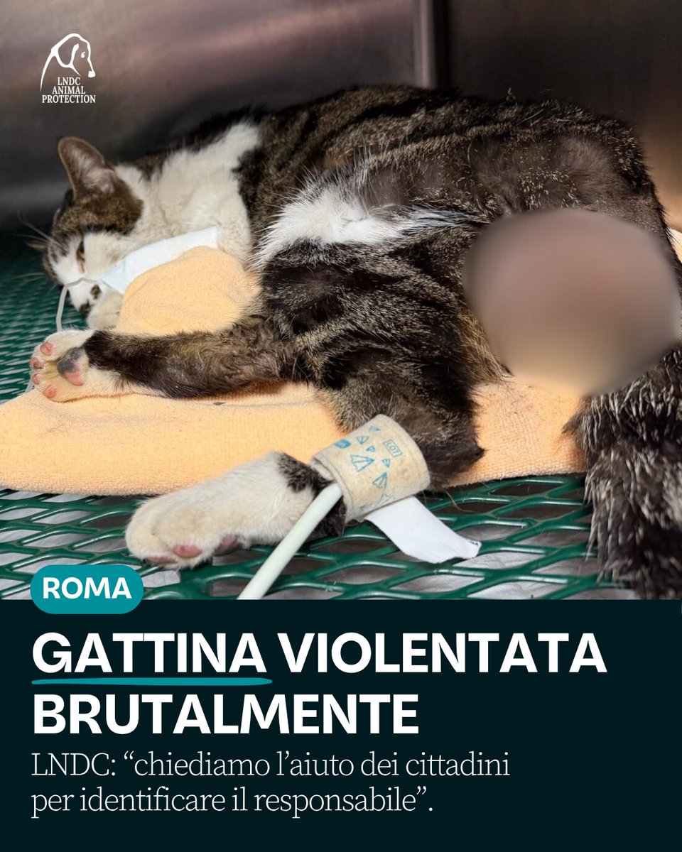 LNDC Animal Protection tweet media