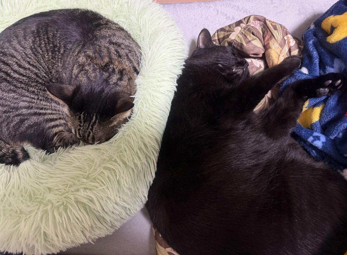 ねまきねこ@ふわこは tweet media