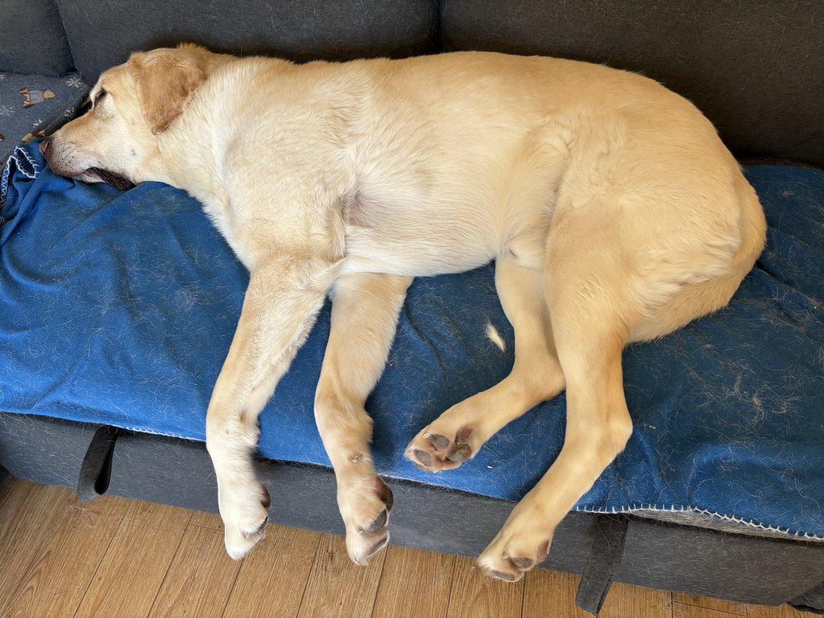 Ed the Yellow Labrador 🇨🇦🍁 tweet media