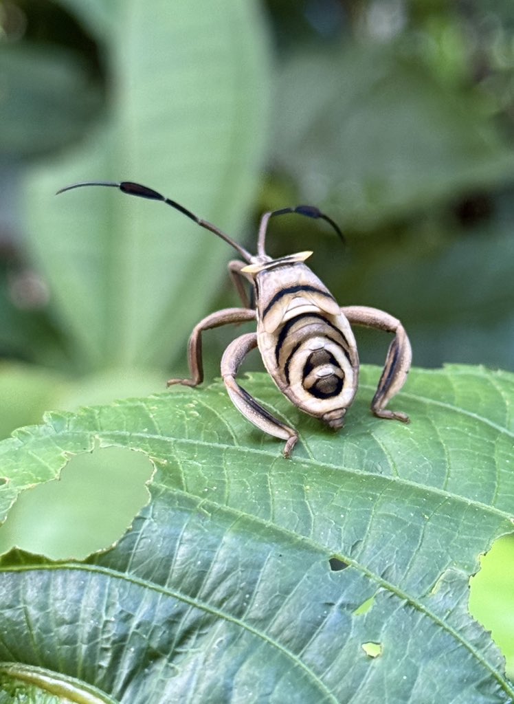 WOWWWW! Whirly boy alert from the Amazon! 🥰🌳
Every single day I find something here in the rainforest that absolutely makes my jaw drop!!! 🥳