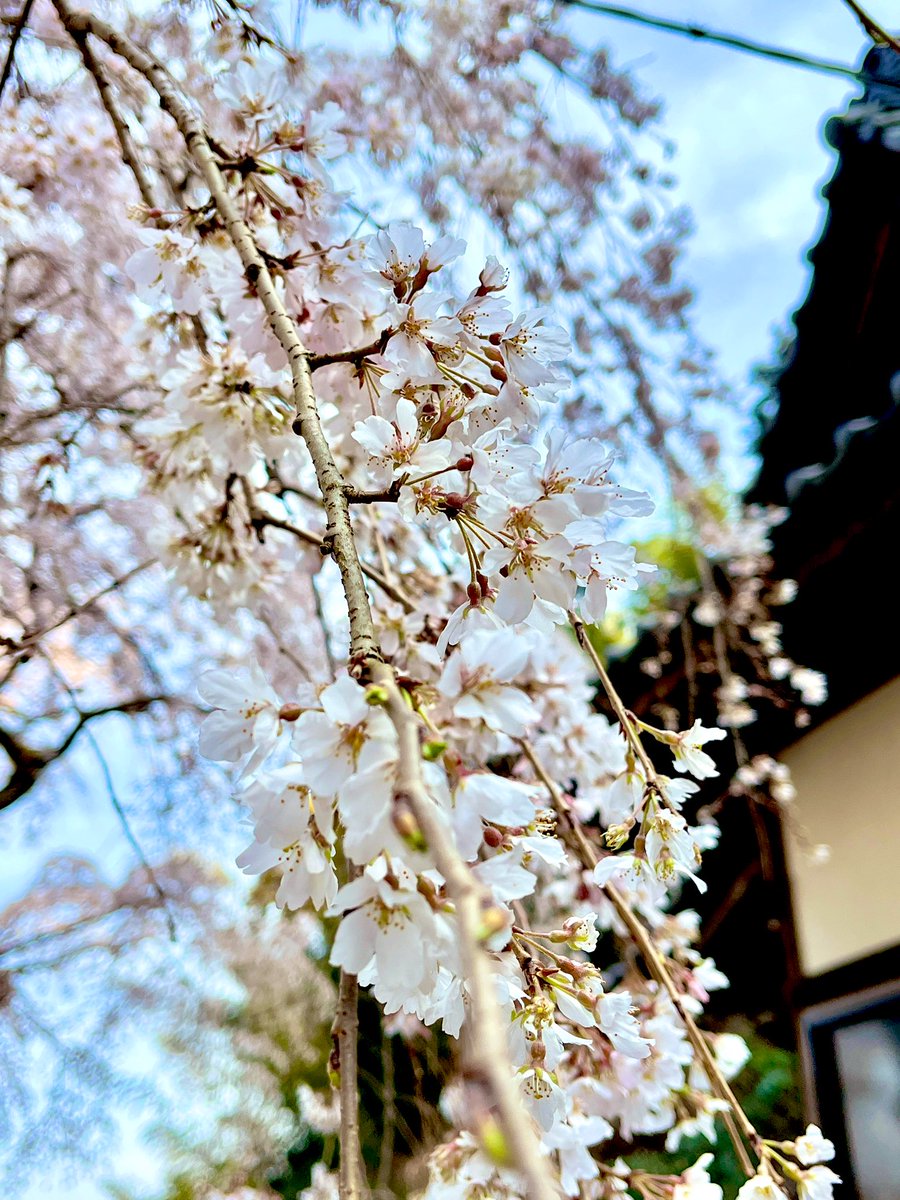 romi wind (ロミ ウィンド) tweet media