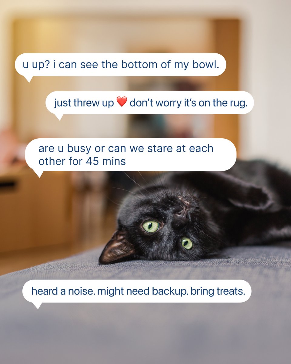 Boxiecat tweet media