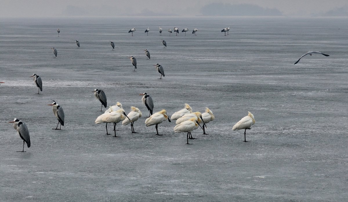 FlyOverChina's tweet image. Spring is quietly settling in. 🕊 Along the Songhua River in Harbin, the ice is beginning to break, and the migratory birds are back.
#flyoverchina #chinatravel #springinchina
📷 Zhang Shu