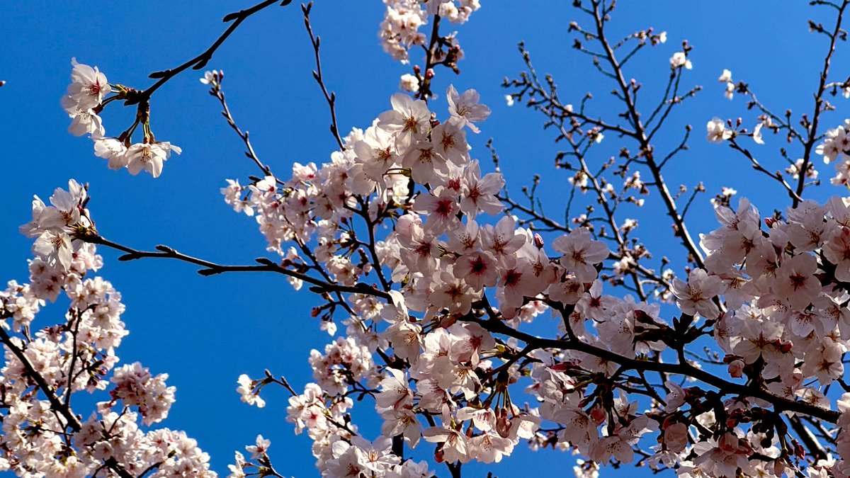 絢梨🔭Ayari💫 4/15 【信】2000満席 tweet media