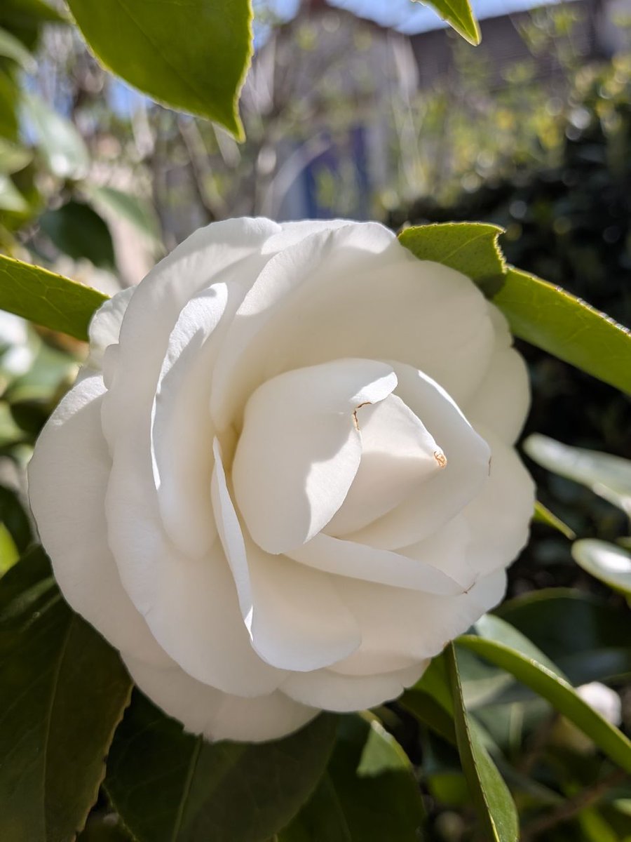 🌸🌺  Dédicace  <a href="/JeanMarieGHIBAU/">Jean-Marie GHIBAUDO ☨ 🇨🇵</a> 🌷🌹  Enfin, le plein épanouissement mais les fleurs ne sont pas parfaitement immaculées. Taches de rouille a priori dû au froid  🥶🌡️

arrosoirs-secateurs.com/Culture-du-Cam…

#garden #lovenature #camélia #camellia