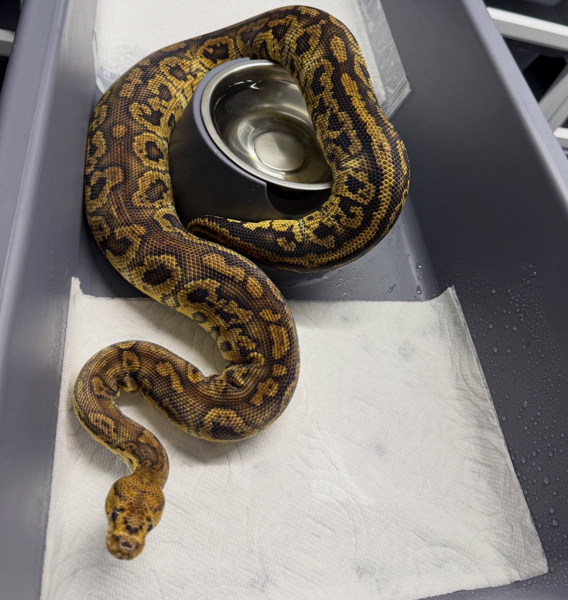 T.O.P.Reptiles tweet media