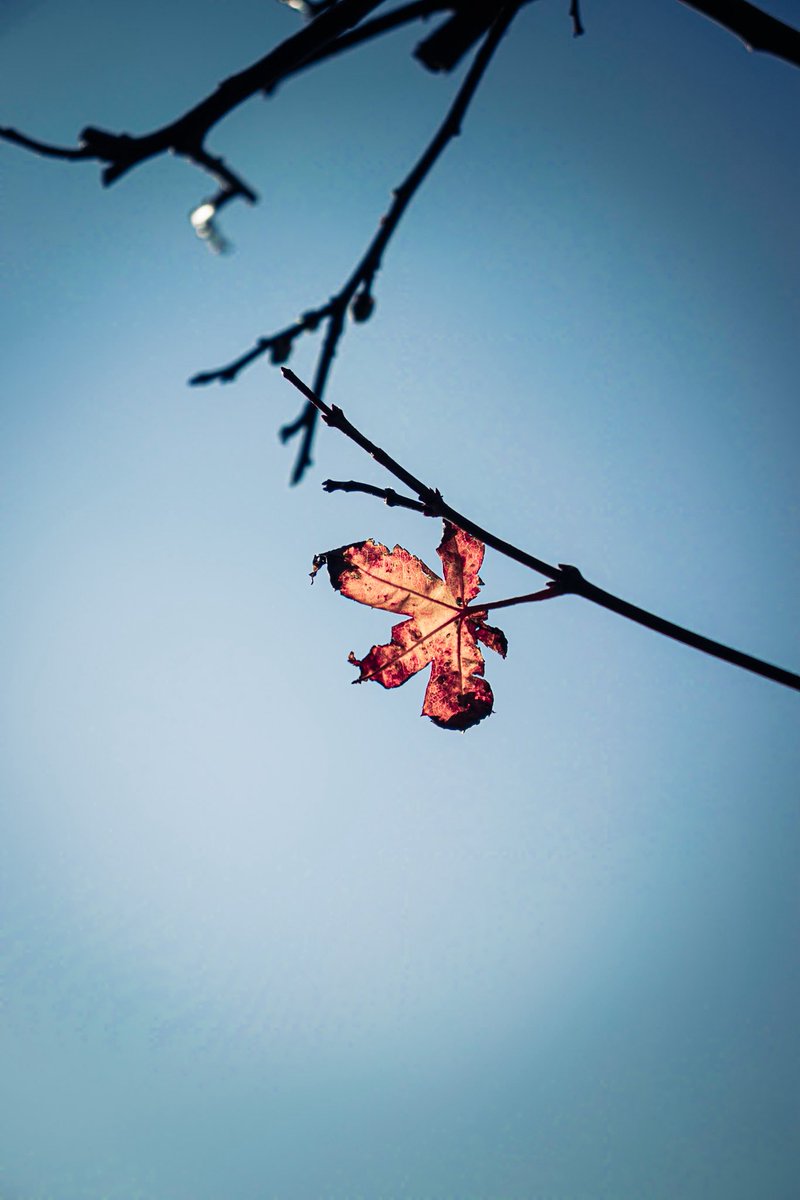 ぽてちー tweet media