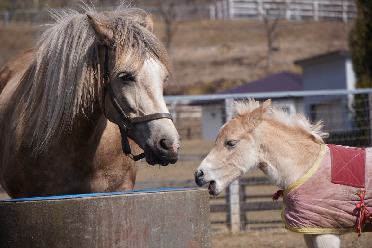 馬きち tweet media