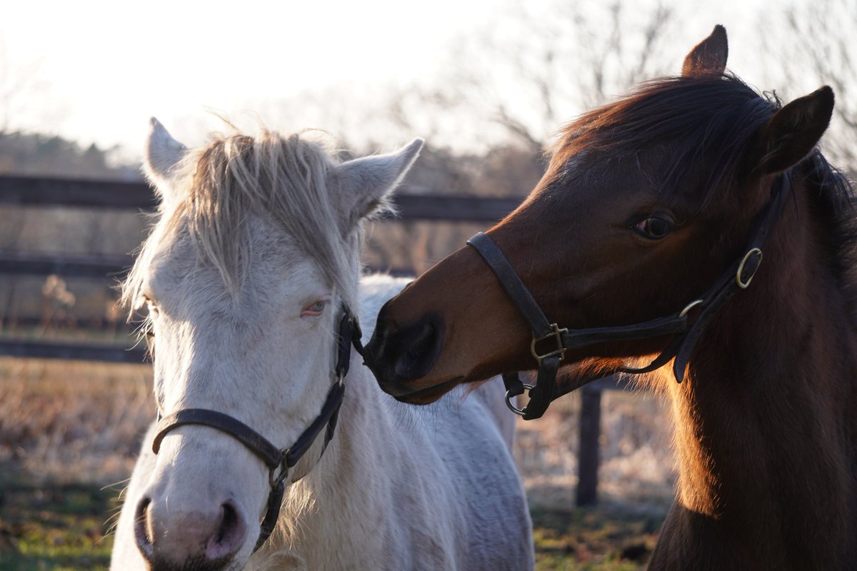 馬きち tweet media