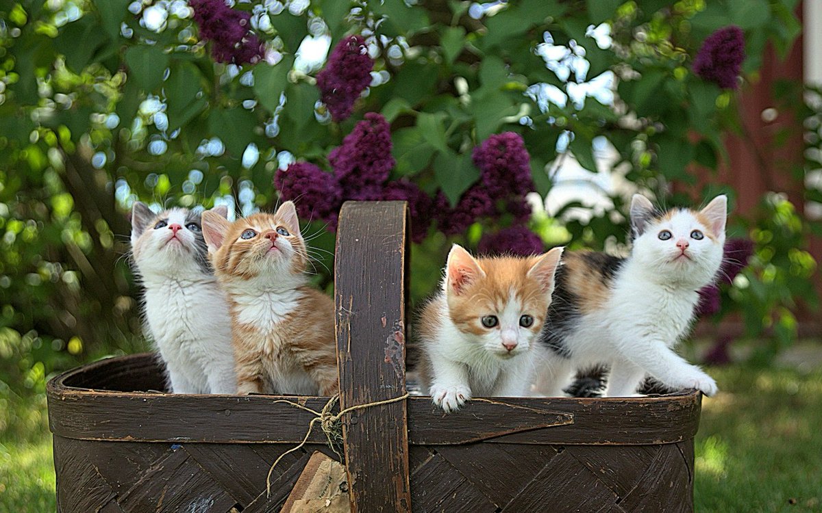 Quote Investigator® tweet media