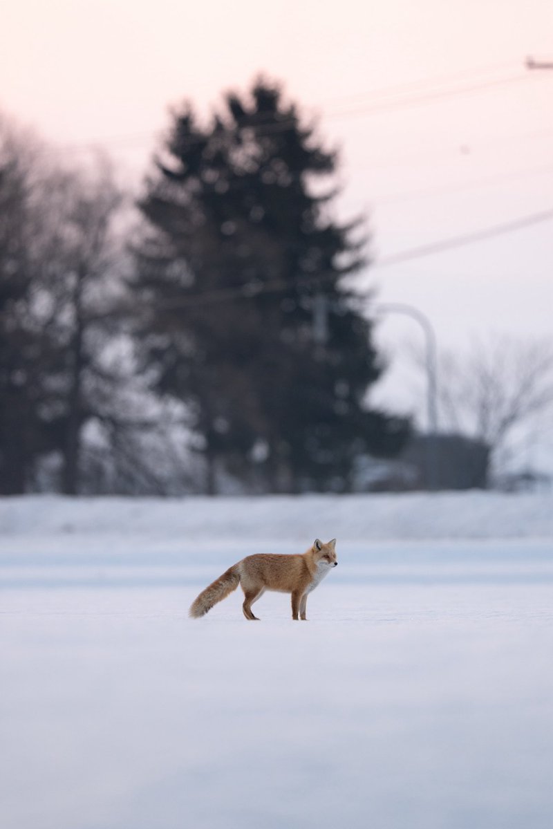 𝐒𝐀𝐓𝐎𝐘𝐀 tweet media