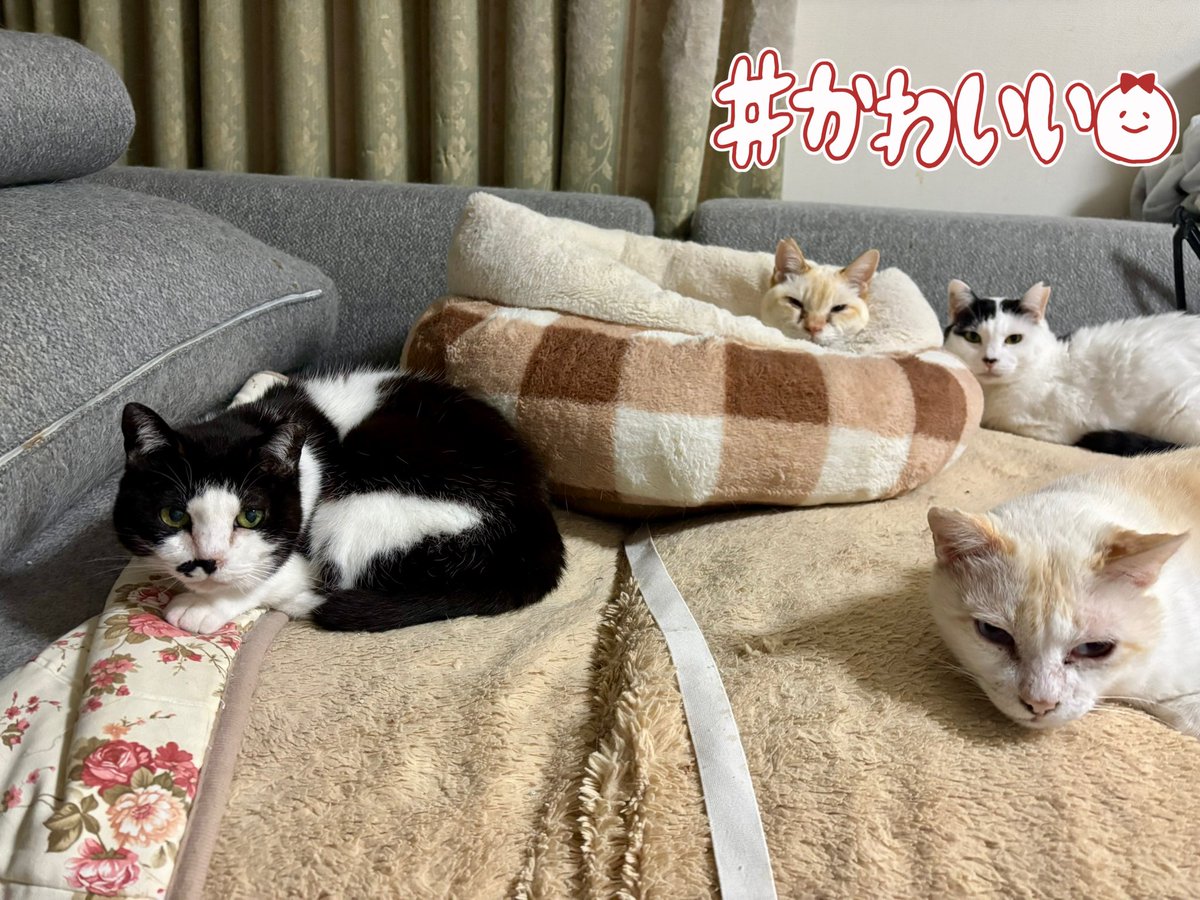 猫みや tweet media