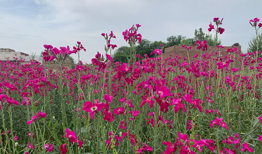 Farzana Ali tweet media