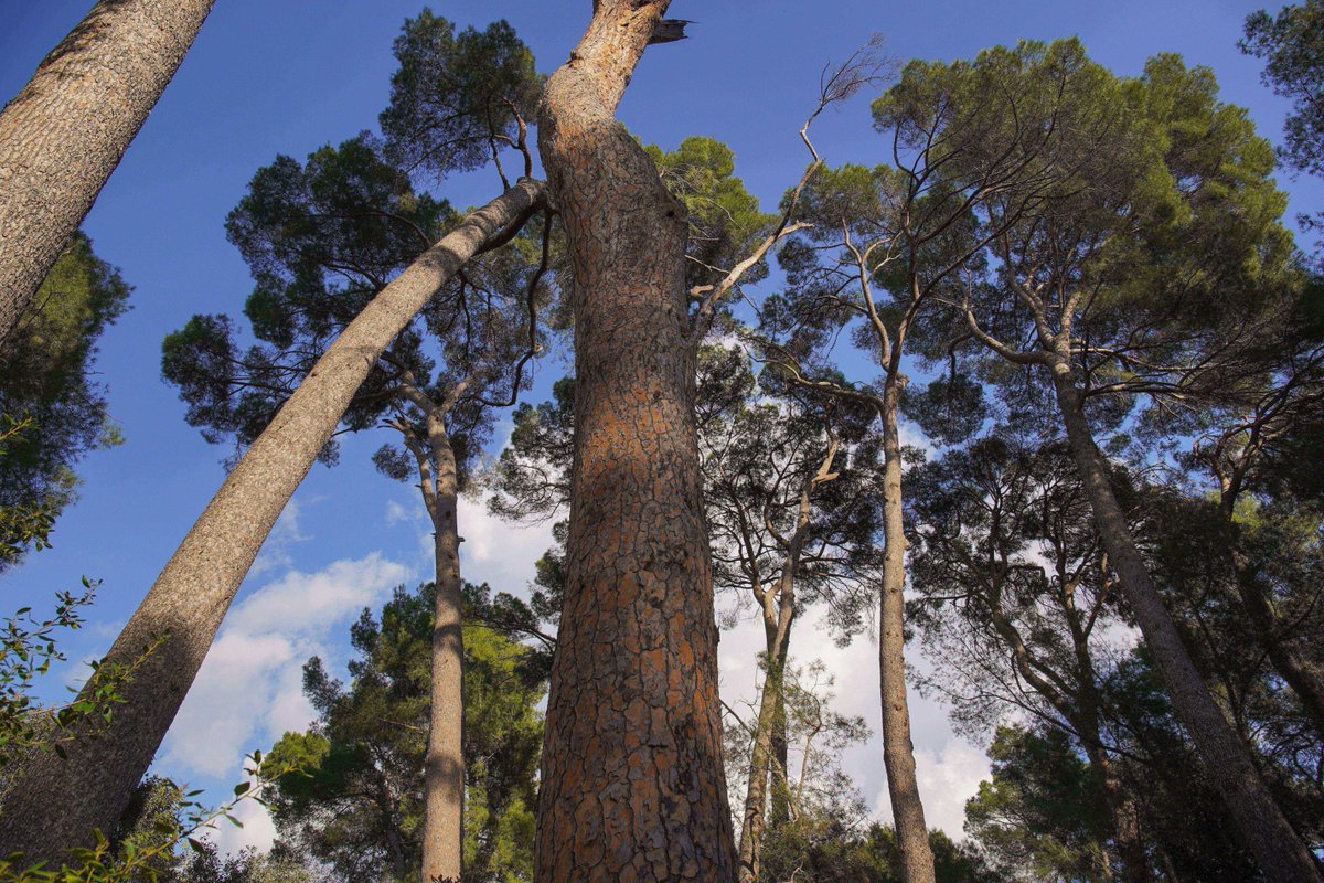 Anoia Turisme tweet media