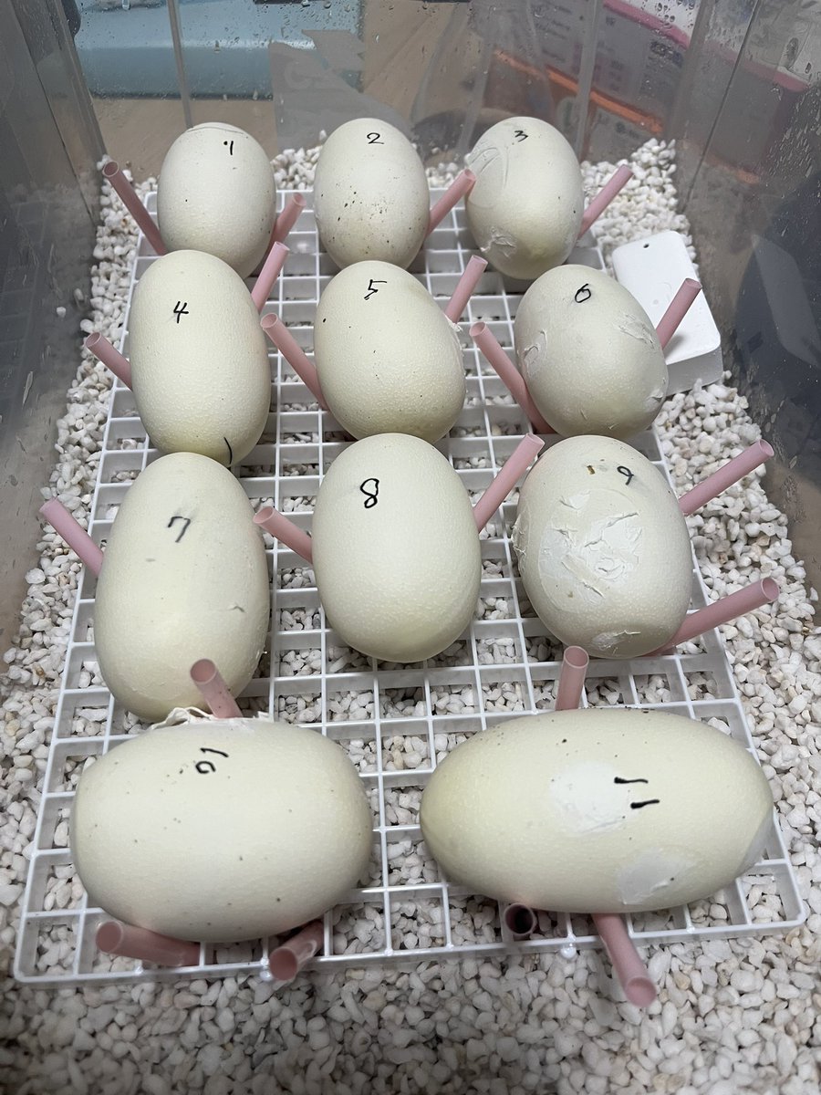 Mikage Pythons tweet media