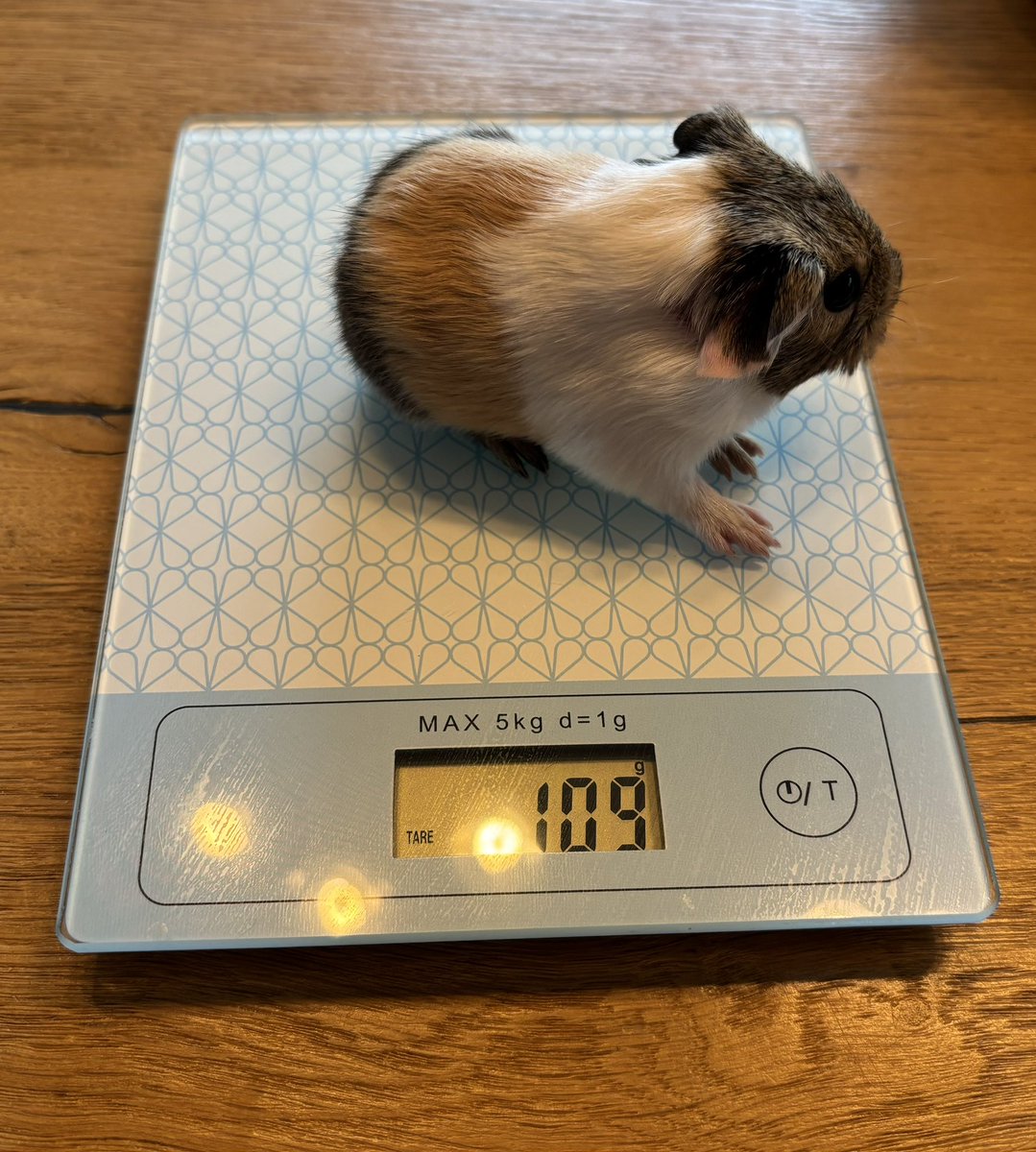 La Maison Des Chons 💪🦀 tweet media