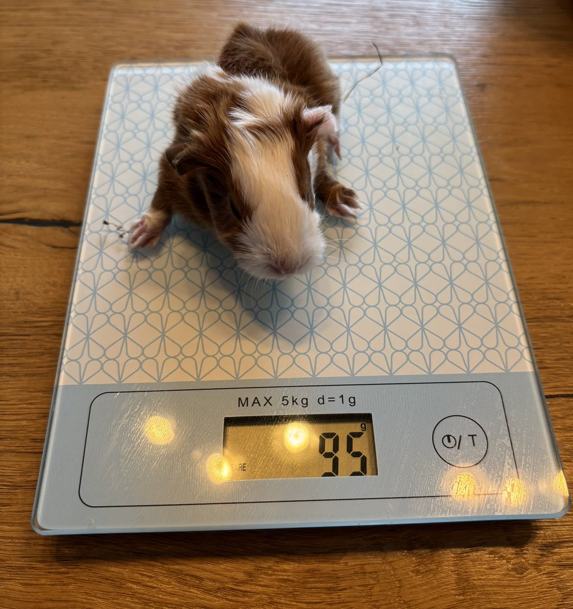 La Maison Des Chons 💪🦀 tweet media