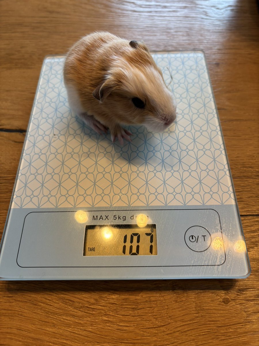 La Maison Des Chons 💪🦀 tweet media