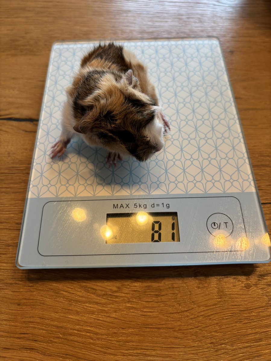 La Maison Des Chons 💪🦀 tweet media