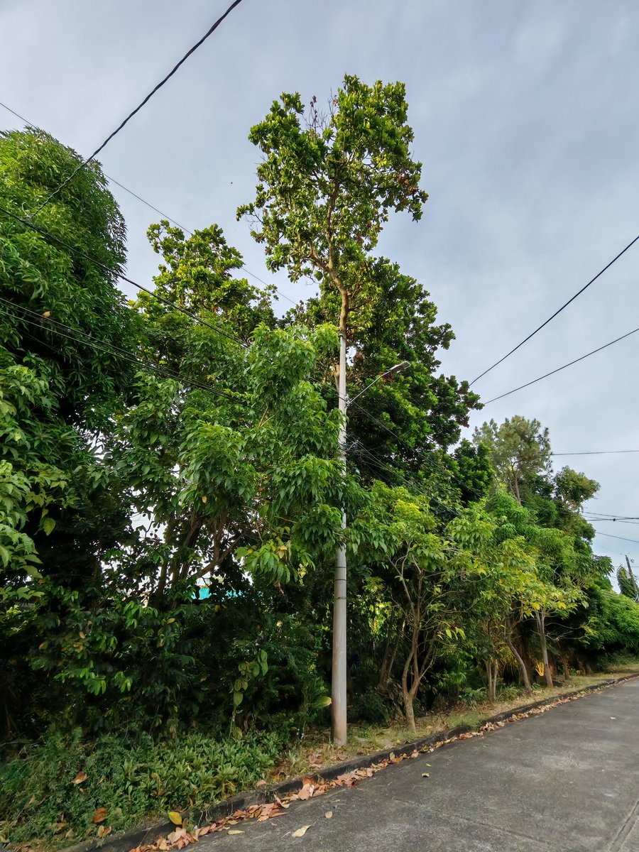 JOSE CASIS 🔴 #Panamá 🇵🇦 tweet media