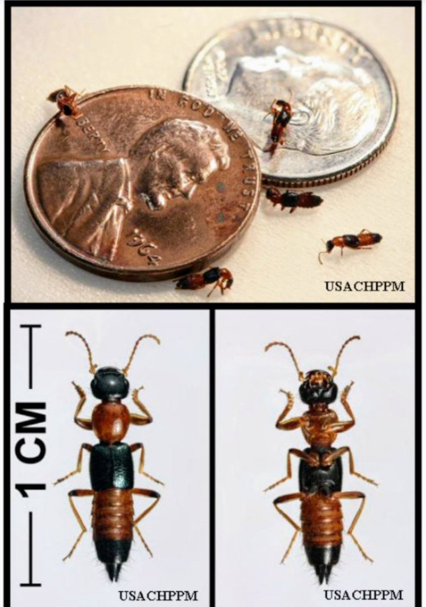 Hans Collin tweet media