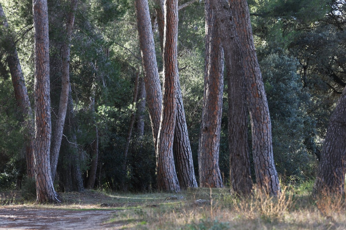 Anoia Turisme tweet media