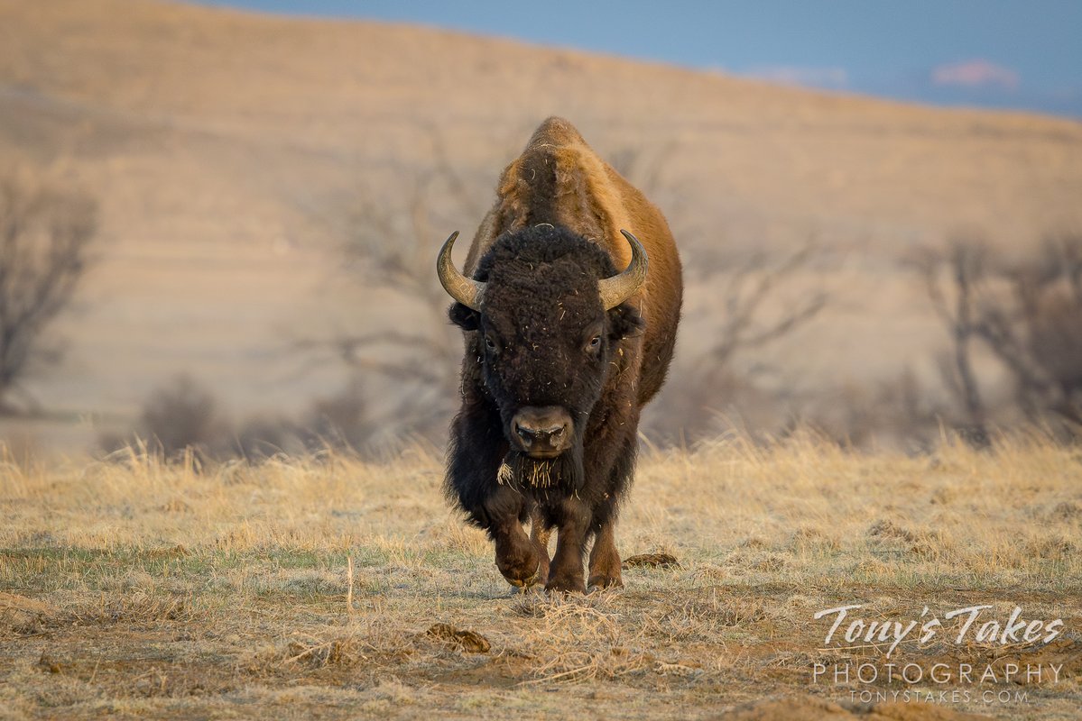 Tony's Takes tweet media